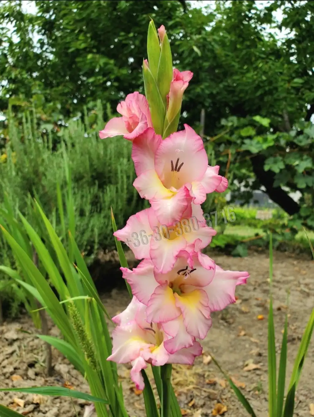 Fejér megye - Dunaújváros